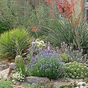 Desert Landscaping Plants 
