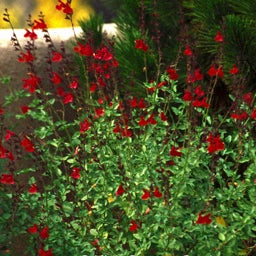 Maraschino Salvia
