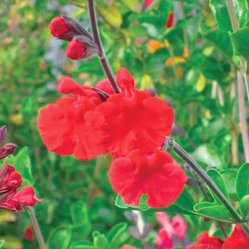 Salvia Red Velvet