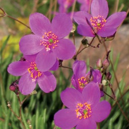 Pink Phemeranthus calycinum (Talinum) Judith's Favorite, Phemeranthus calycinum (Talinum) Judith's Favorite, Fame Flower