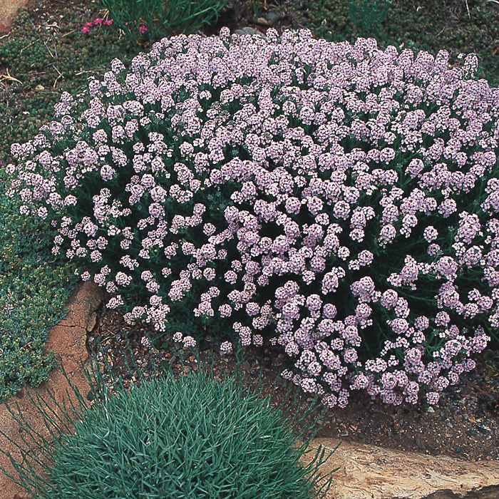 Large Flowered Stonecress (Aethionema)
