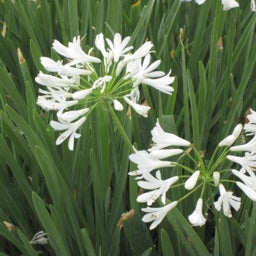 White Agapanthus sp. Cold hardy White, Agapanthus sp. 'Cold hardy White', Cold Hardy White African Lily