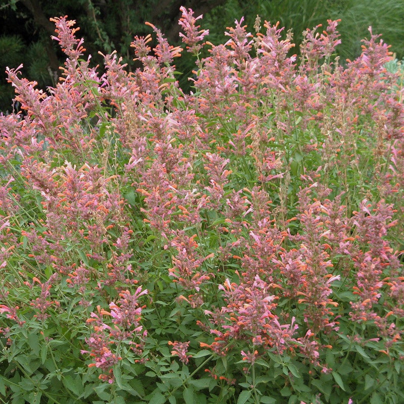Agastache Acapulco Salmon and Pink, Acapulco Salmon and Pink Hummingbird Mint