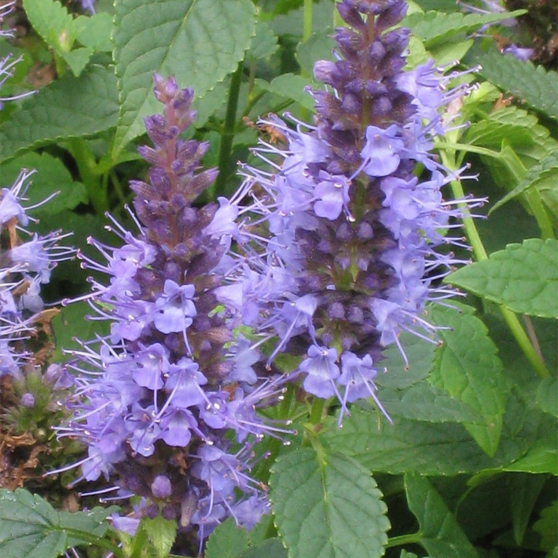 'Korean Zest' Agastache, Close up of blue-violet flowers
