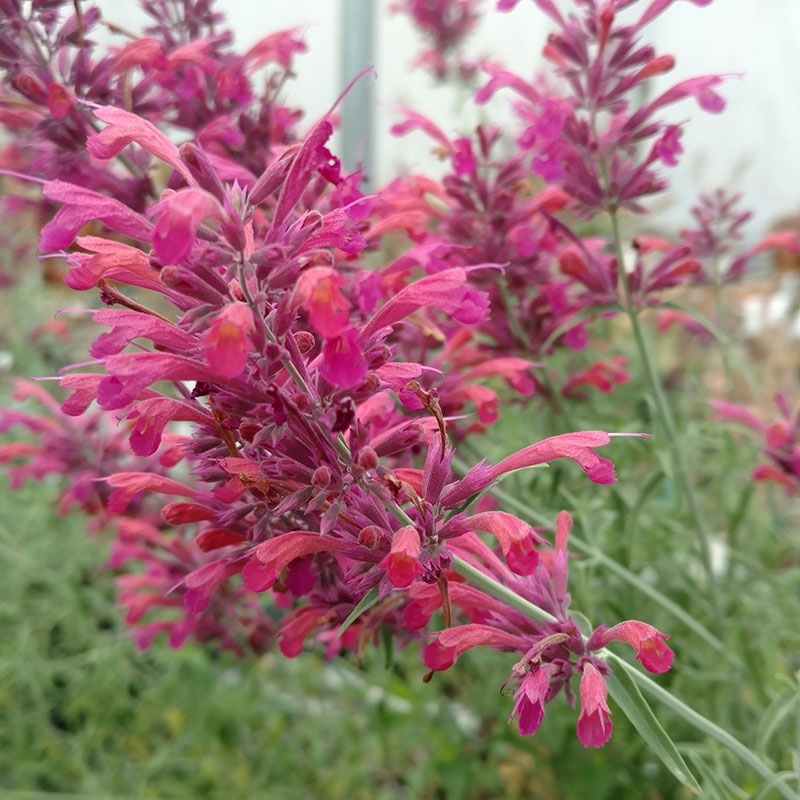 Pink Agastache cana Fall Blooms Close Up