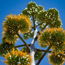 Golden Flowered Century Plant, Agave chrysantha Sedona In Bloom