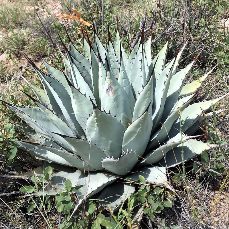 Agave neomexicana, New Mexico Century Plant (Agave)
