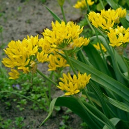 Jeannine Yellow Allium