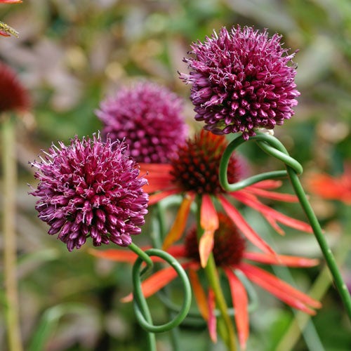 Red and Purple Allium sphaerocephalon Bulbs Drumstick, Allium sphaerocephalon, Allium sphaerocephalon Bulbs Drumstick