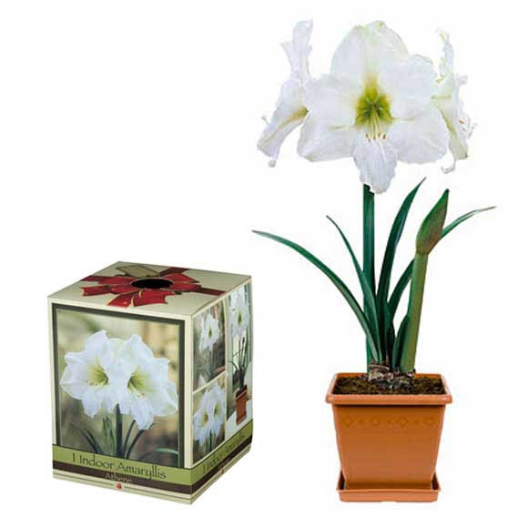 Athene Amaryllis Kit - Plastic Pot with gift box