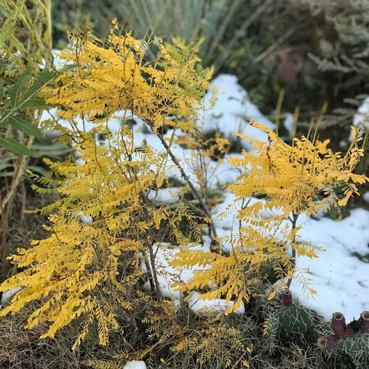 Dwarf Leadplant, Amorpha nana, fall color