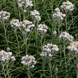New Snow Pearly Everlasting, Anaphalis margaritacea New Snow, Clusters of tiny white flowers held on top of tall, upright stems