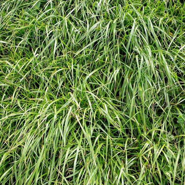 Annual Rye Grass Seeds