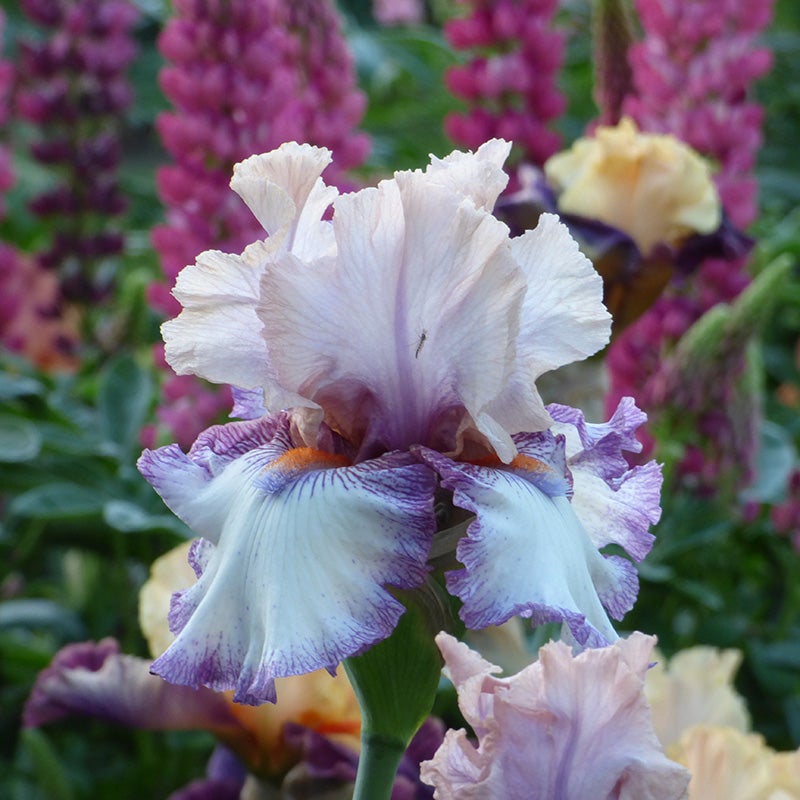 Anything For You Bearded Iris
