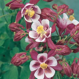 Winky Red and White Columbine