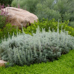 Seafoam Artemisia