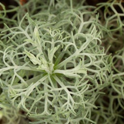 Silver Artemisia versicolor Seafoam close up, Artemisia versicolor Seafoam, Curlicue Sage