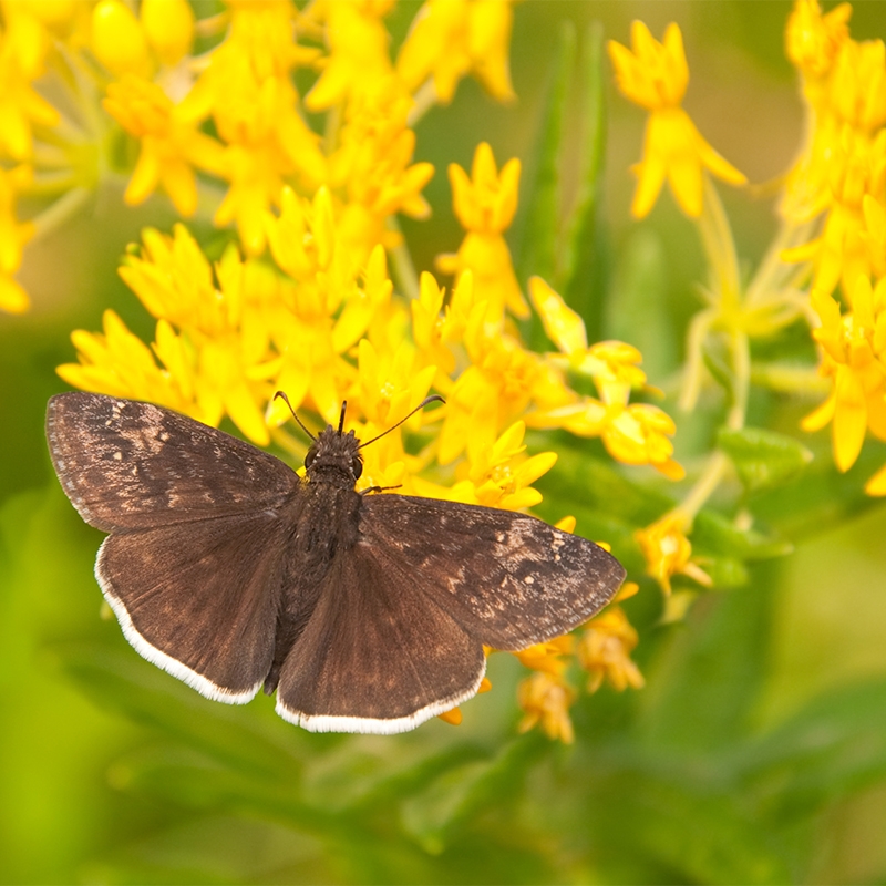 Asclepias tuberosa 'Hello Yellow' with visiting pollinator,  Hello Yellow Butterfly Milkweed
