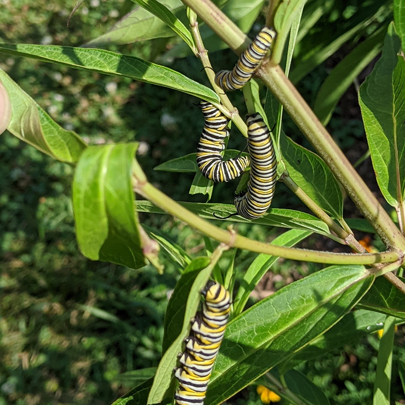 Monarch Caterpillars on Asclepias incarnata (Swamp Milkweed)