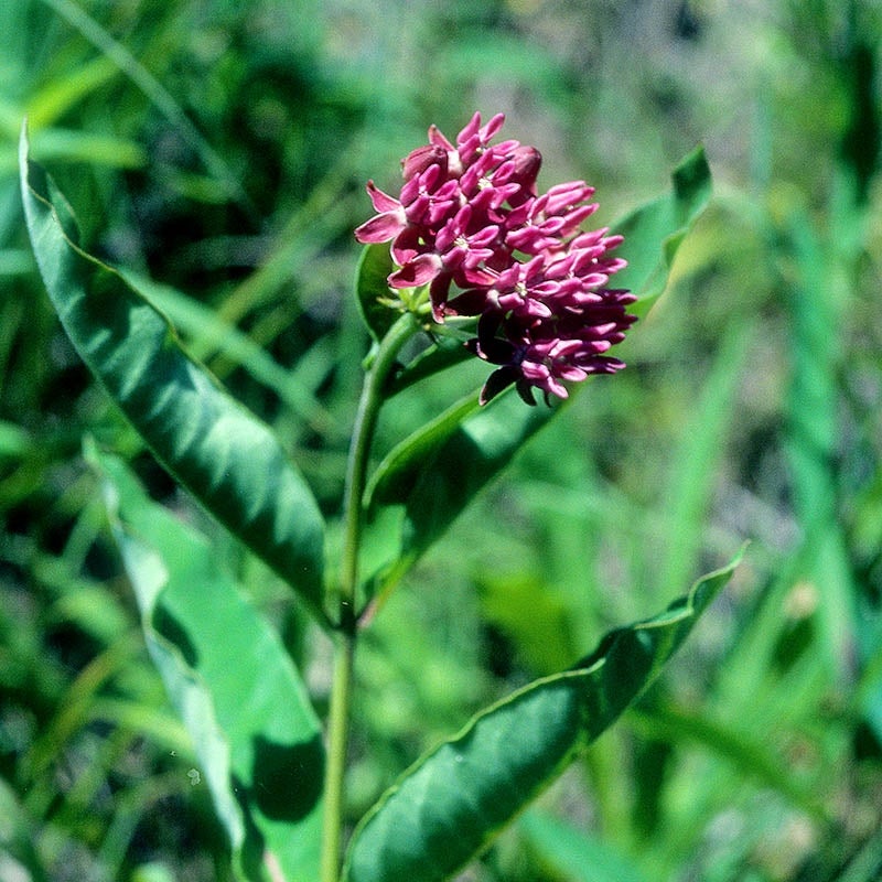 Purple Milkweed, Asclepias purpurascens whole plant