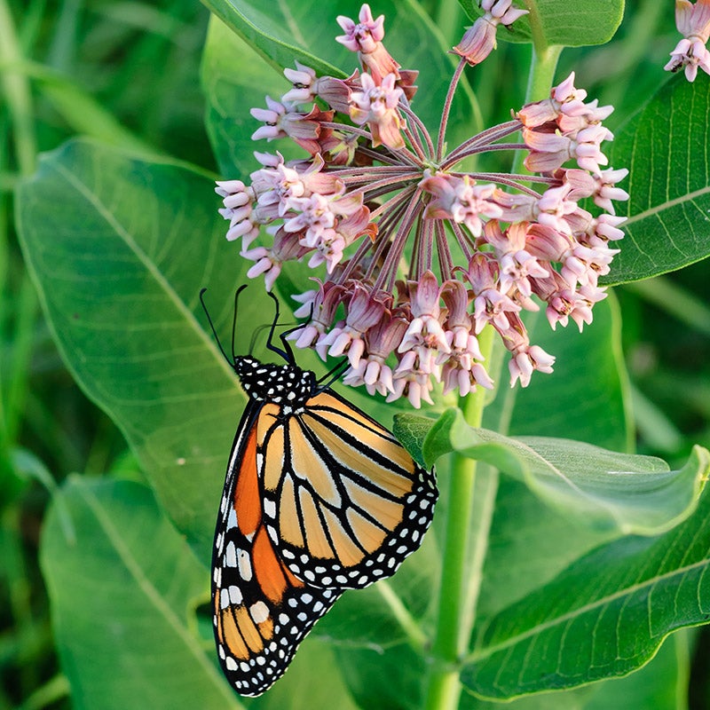 Common Milkweed, Asclepias Syriaca, with Monarch Butterfly