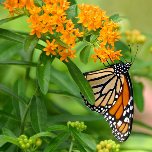 Butterfly Weed (Clay Form)
