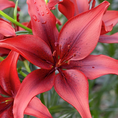 Red Asiatic Lily Black Out, Lilium, Asiatic Lily