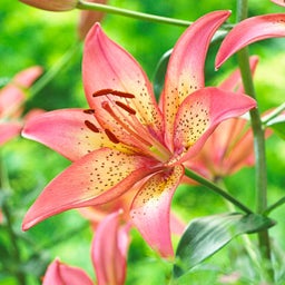 Trogon Asiatic Lily