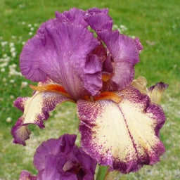 Customer Photo, Purple Iris germanica Rockstar, Iris germanica Rockstar, Rockstar Re-Blooming Bearded Iris