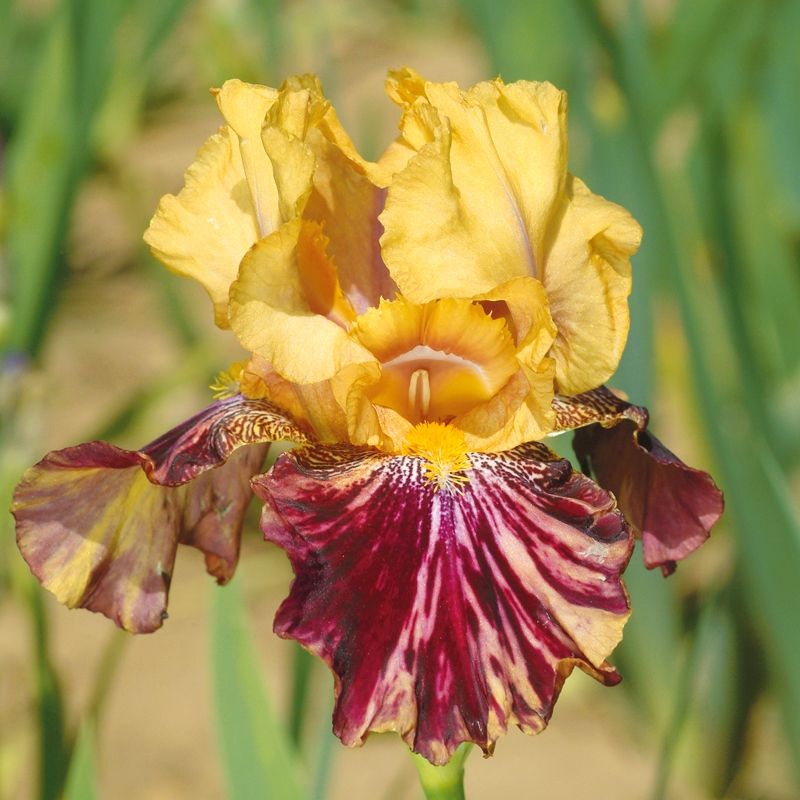 Ziggy Re-Blooming Bearded Iris 