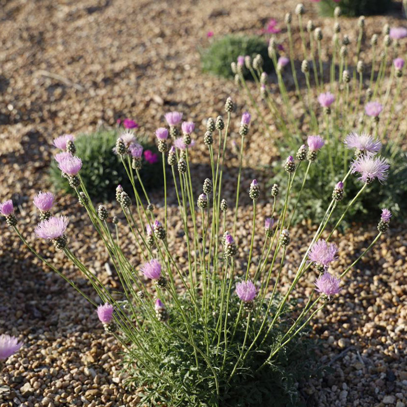 Bellina Pink Cornflower, Psephellus simplicicaulis (Centaurea simplicicaulis), Image Courtesy Plant Select