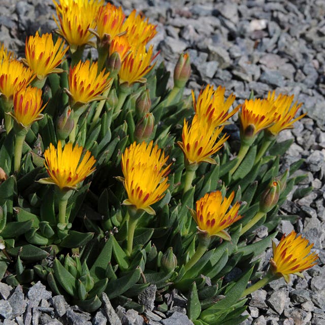 Yellow Flowered Ice Plant (Bergeranthus)
