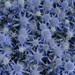 Eryngium planum Blue Glitter 
