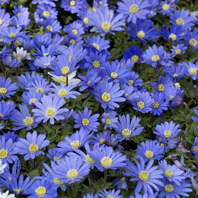Blue Shades Anemone Flowers