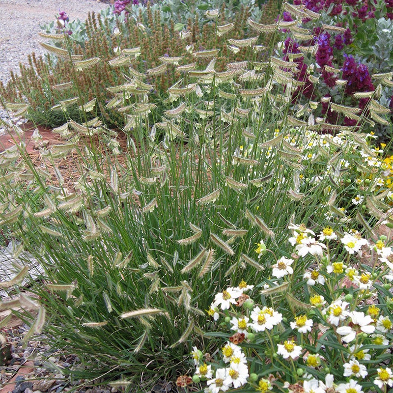 Hairy Grama Grass with eyelash-like flowers,  Bouteloua hirsuta

