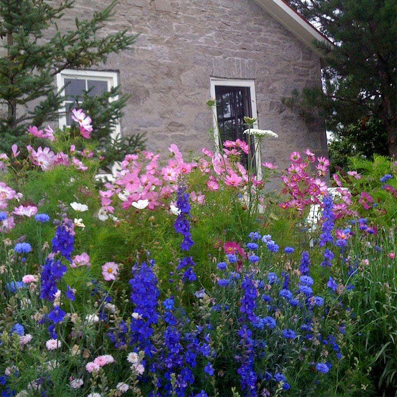 Butterfly and Hummingbird Wildflower Seed Mix - Larkspur and Cosmos