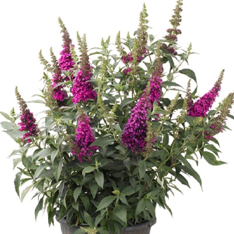 Buzz® Hot Raspberry Butterfly Bush , Buddleia davidii 'Hot Raspberry' in a container