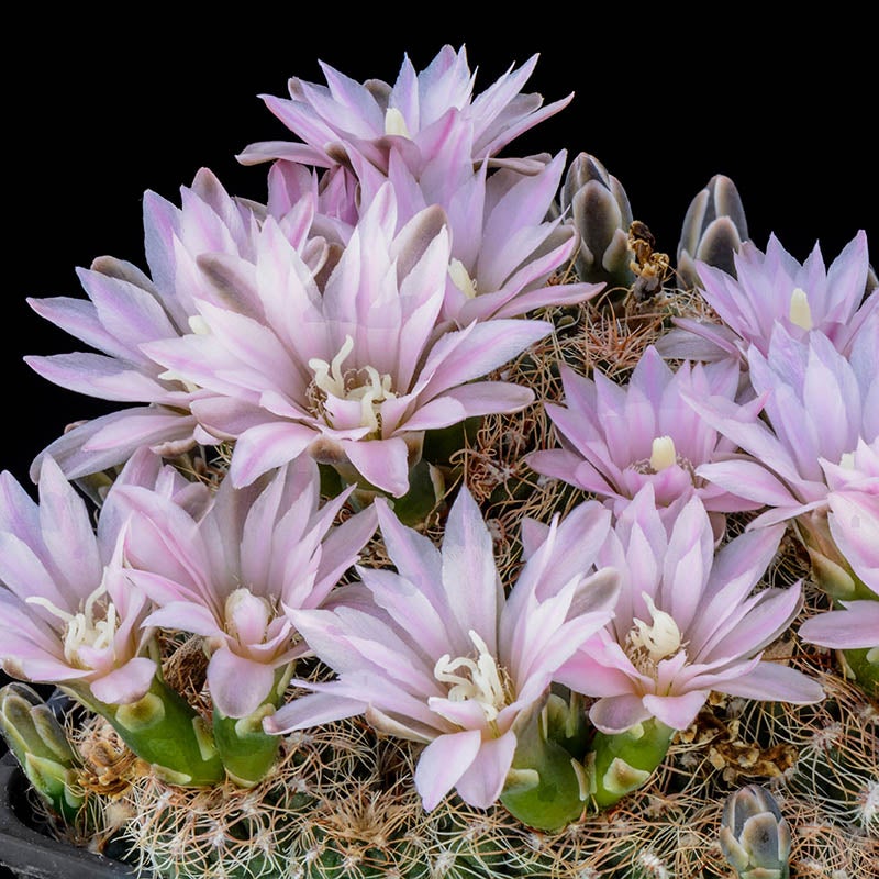 Gymnocalycium bruchii, Miniature Chin Cactus 