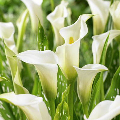 Florist's White Calla Lily