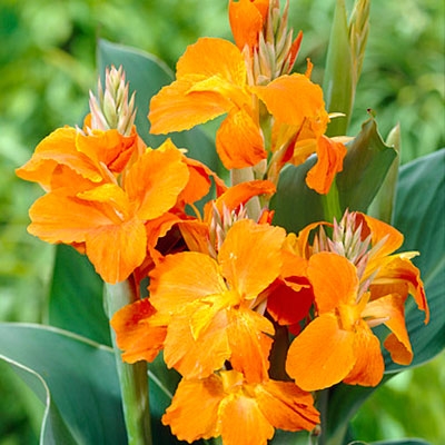Orange Magic Canna Lily