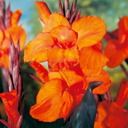 Wyoming Canna Lily, Canna indica Wyoming