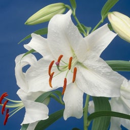 Casa Blanca Oriental Lily Flower