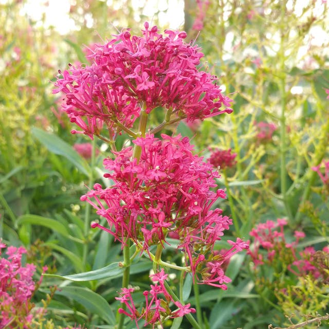 Pink Valerian (Centranthus)