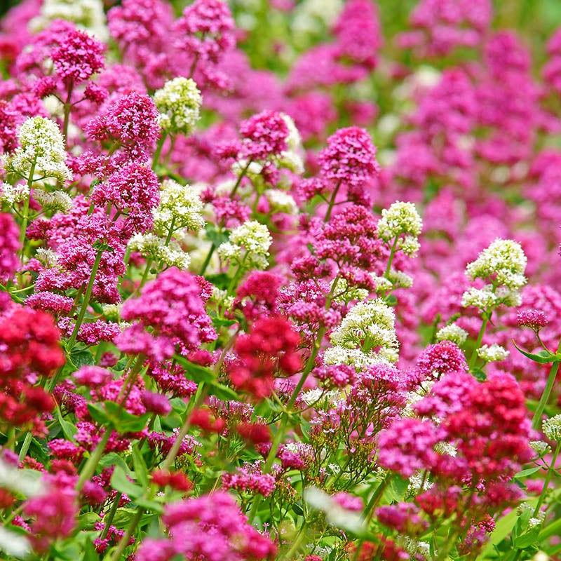 Colorful Centranthus Collection