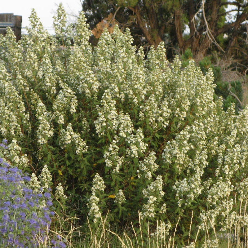 Fernbush, White Chamaebatiaria millefolium