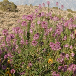 Pink Cleome serrulata Seeds, Cleome serrulata, Rocky Mountain Bee Plant Seeds