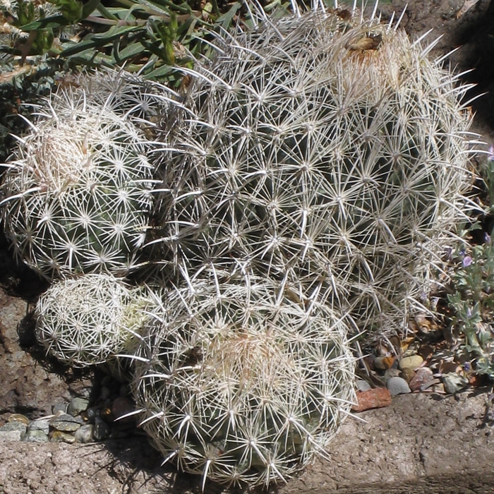 Sea Urchin Cactus (Coryphantha)