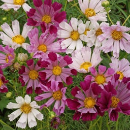 Pink and Red and White Cosmos Seeds Sea Shells Mix, Seashell shaped petals in red, pink and white