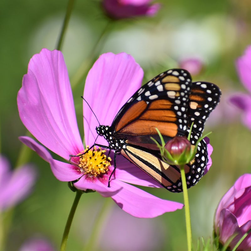 Cosmos and Monarch Butterfly
