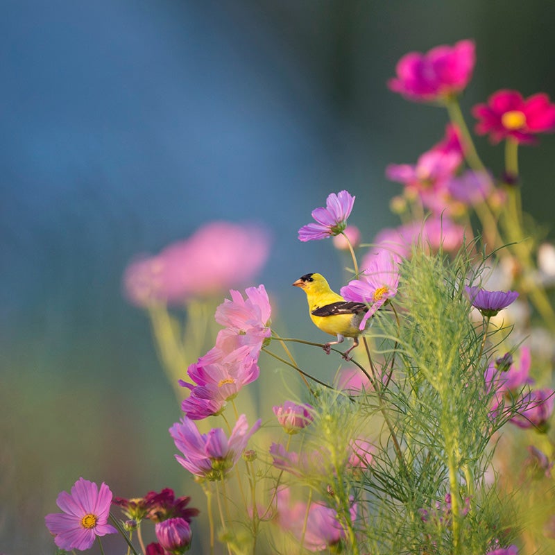 Cosmos and Gold Finch
